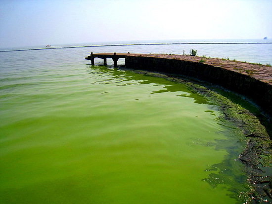  藍(lán)藻確實(shí)為太湖水&ldquo;增色&rdquo;不少