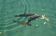  水中溶解氧的測(cè)定影響因素