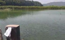  水產(chǎn)養(yǎng)殖水質(zhì)檢測(cè)標(biāo)準(zhǔn)，這五個(gè)方面讓水質(zhì)恢復(fù)清新